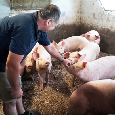 Where Backyard Pig Farming is Still in Vogue